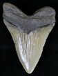 Huge Megalodon Tooth - North Carolina #18381-2